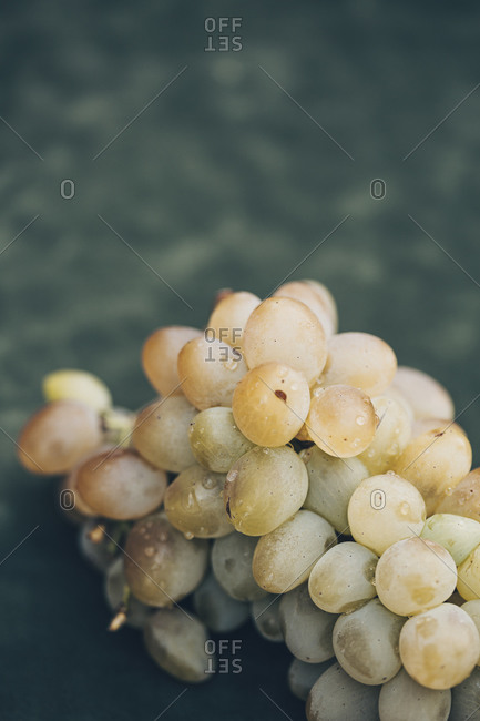 Bunch of white grapes on a dark green background
