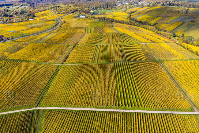 Germany- Hesse- Oestrich-Winkel- Helicopter view of yellow countryside vineyards in autumn