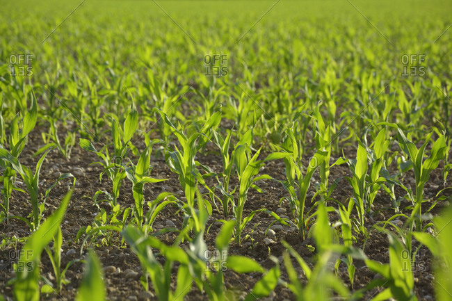 Young corn growing in field