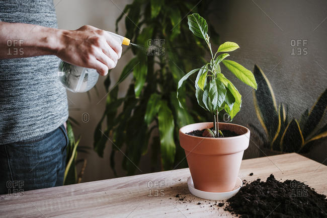 Man watering avocado plant with spray bottle while standing at home