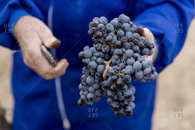 Senior man's hand holding bunch of grapes from harvest