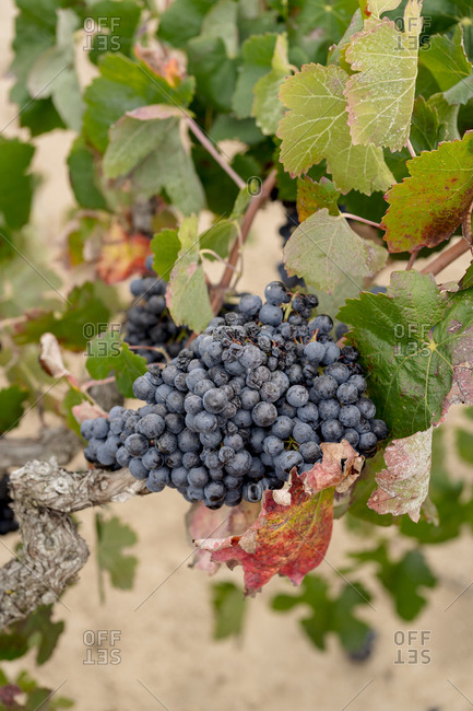 Bunch of black grapes in field of vineyard