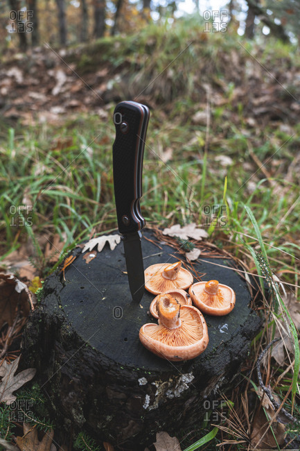 Penknife and mushrooms on tree stump in forest in autumn