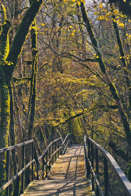 Empty boardwalk in mossy forest