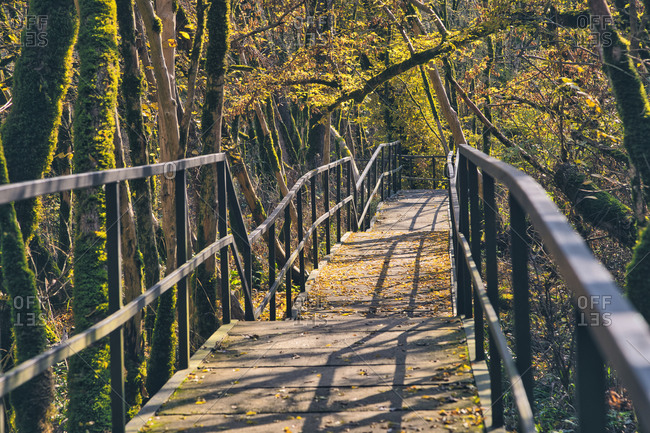 Empty boardwalk in mossy forest