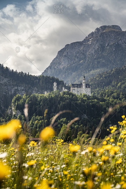Germany- Bavaria- Schwangau- Neuschwanstein Castle and mountains with yellow flowers in meadow in foreground