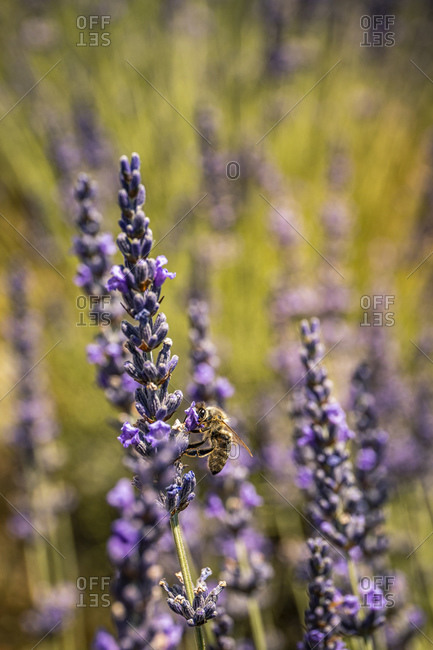 Bee on lavender flower taking food