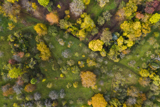 Aerial view of autumn trees- Baden-Wurttemberg- Germany