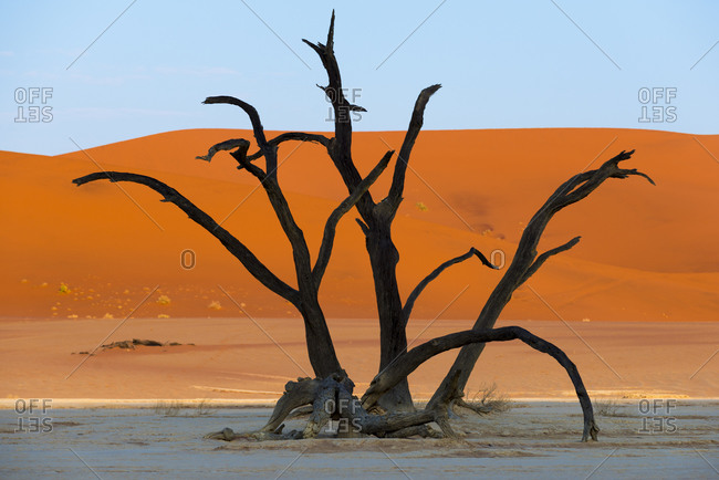 Dead Acacia trees silhouetted against sand dunes at Deadvlei in Namibia