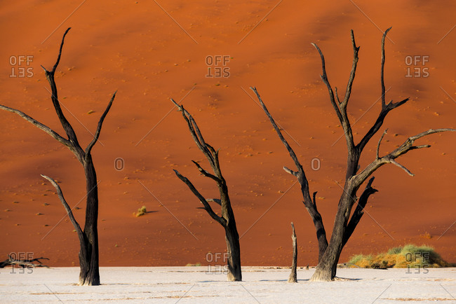 Dead Acacia trees silhouetted against sand dunes at Deadvlei in Namibia
