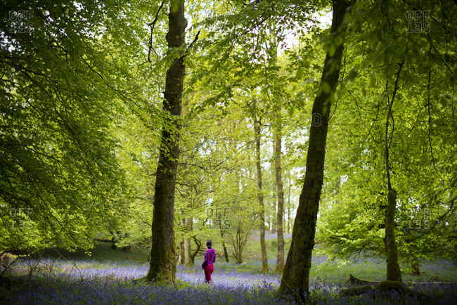 A woman explores a forest floor covered in Bluebells in the Lake District