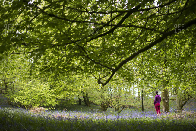 A woman explores a forest floor covered in Bluebells in the Lake District