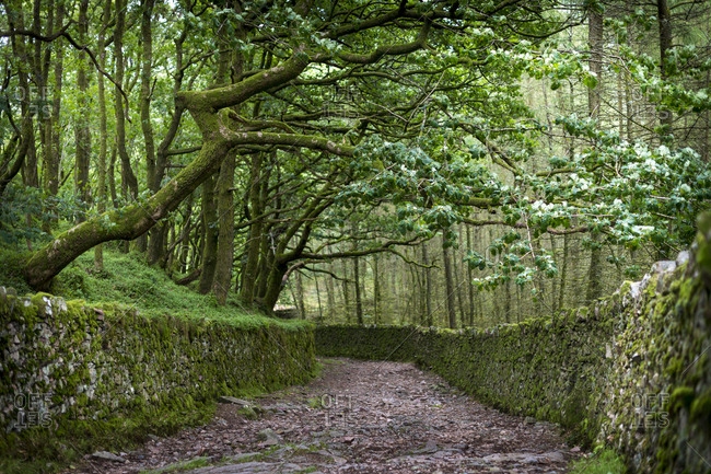 A rough stone road and drystone Lakeland walls surrounded by forest and overhanging trees in Eskdale in the English Lake District
