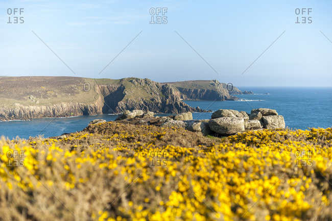 Gorse covered cliffs along Cornish coastline near Land's End at the westernmost part of the British Isles