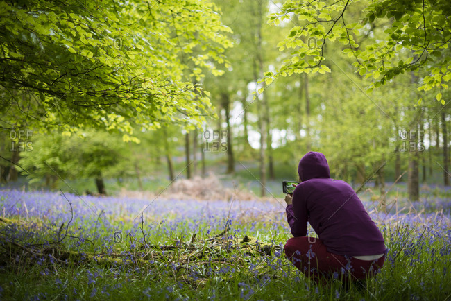 A woman takes a photo of a forest floor covered in Bluebells in the Lake District