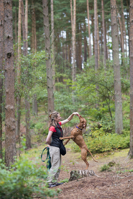 A woman takes her Vizsla dogs for a walk in Bourne woods near Farnham