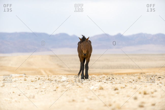 A wild horse on the dusty plains near Aus in southern Namibia. Between 90 - 150 wild horses roam free in this area