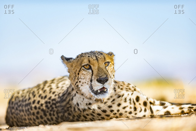 A Cheetah on the desert plains in Southern Namibia