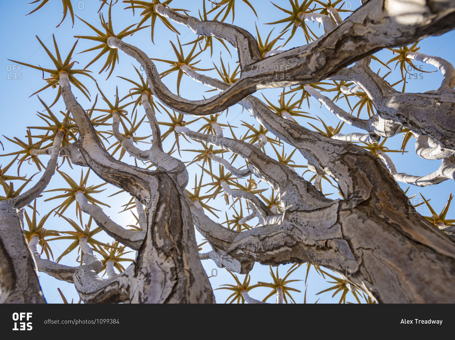 A Quiver Tree in Namibia gets its name from the San people who used the ...