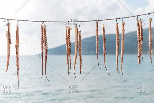 Octopus tentacles hanging up to dry on the Mani peninsula in the Peloponnese in Greece