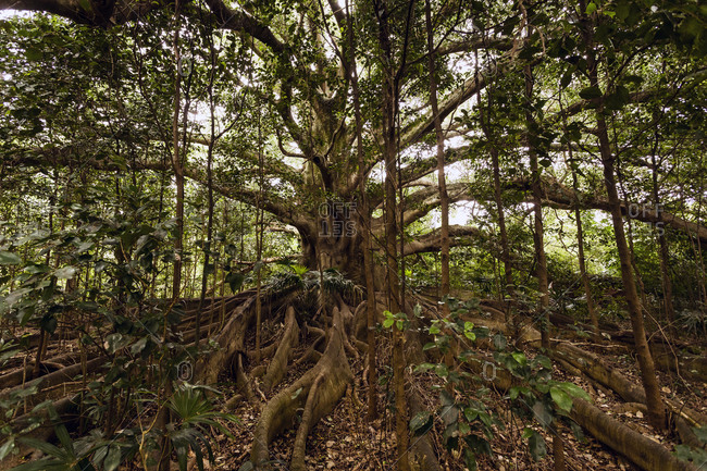 Tree Vine Stock Photos Offset