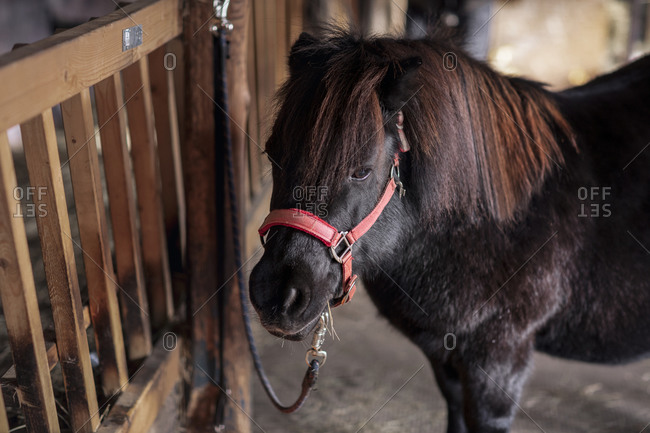 Black pony in stable - Offset Collection