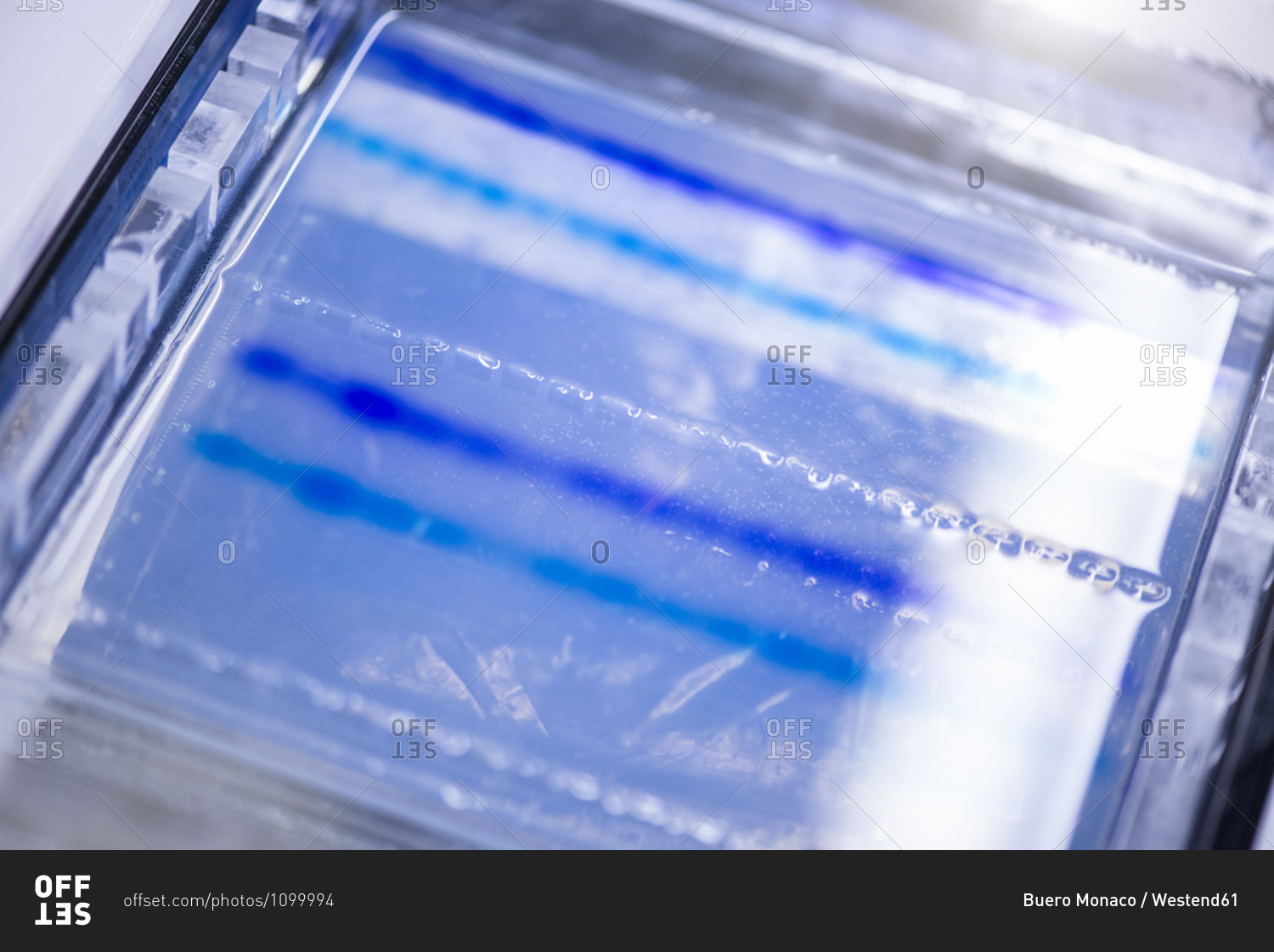 DNA sequencing gel in glass tray at laboratory