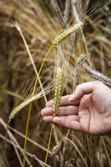 Hand of man examining growing oat