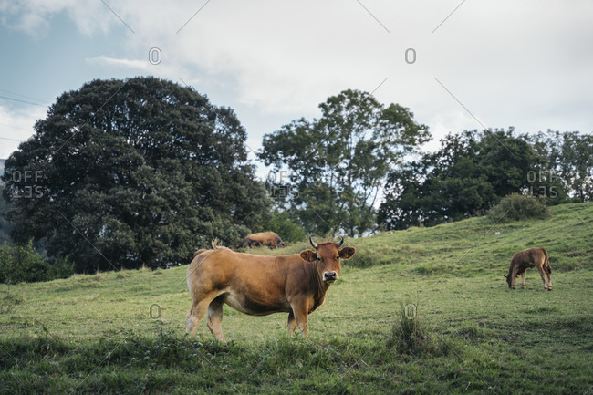 Cows grazing in agricultural field against sky