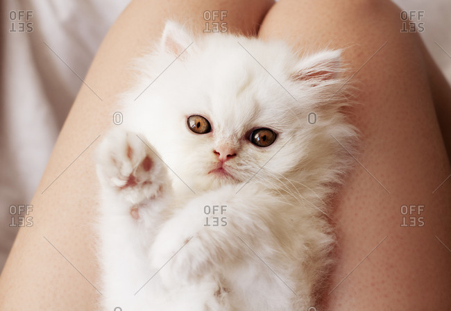 Fluffy white kitten lying on woman's lap