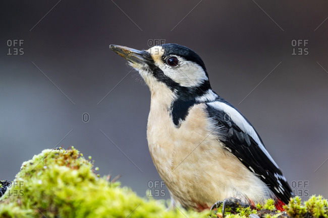 Portrait of a female Great spotted woodpecker, Dendrocopos major