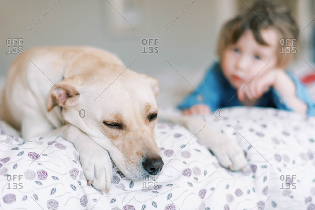 Sweet moment between caring gentle toddler girl and dog on bed