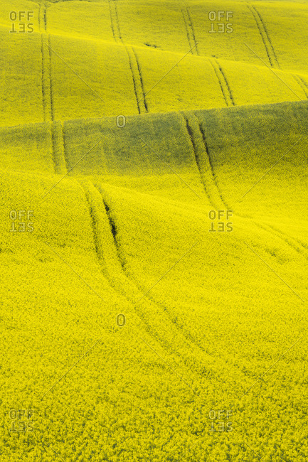Scenic view of rolling field with rapeseed near Kyjov, Hodonin District, South Moravian Region, Moravia, Czech Republic