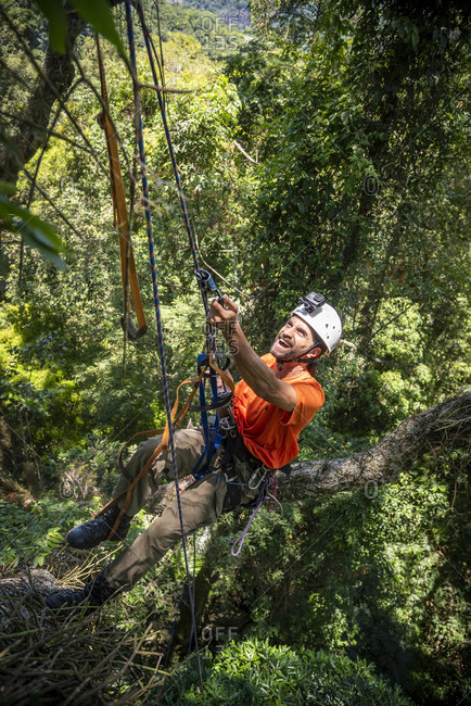 Man tree climbing on canopy top in green rainforest landscape