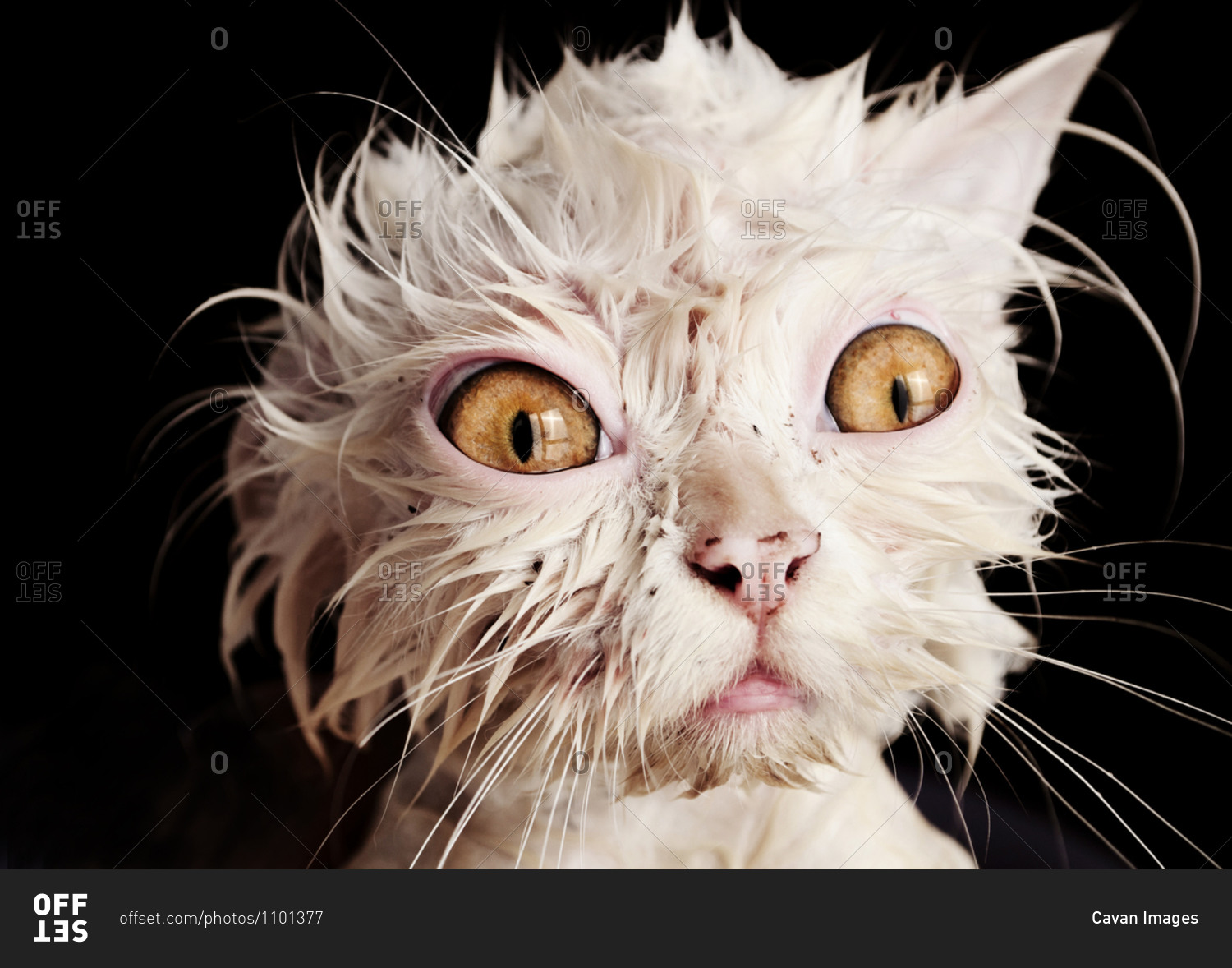 Angry-Face-Cat-Funny-Wet-Image