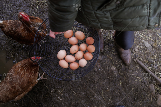 basket full of eggs held by young girl on farm