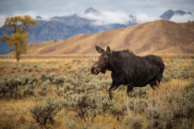 A large moose runs through a field in Jackson, Wyoming