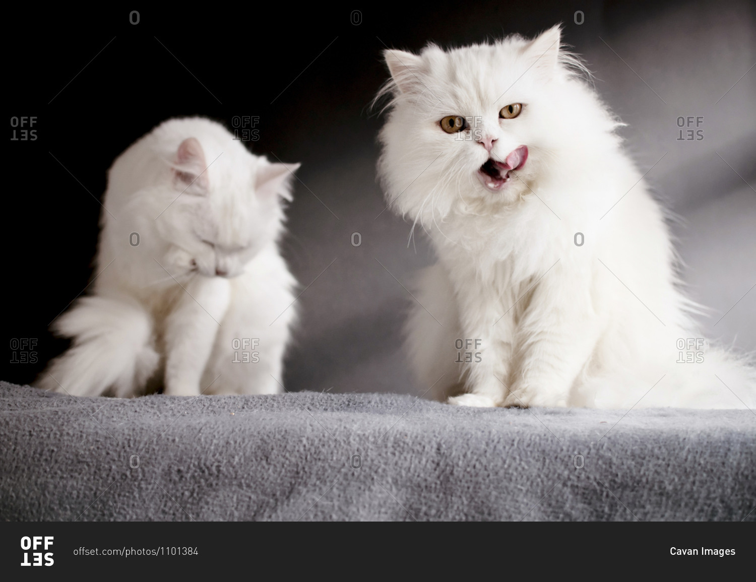 Two white cats standing on a blanket, one licking its mouth stock photo