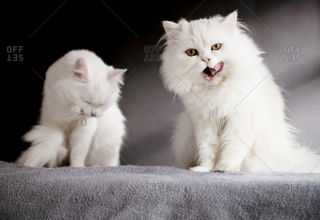 Two white cats standing on a blanket, one licking its mouth
