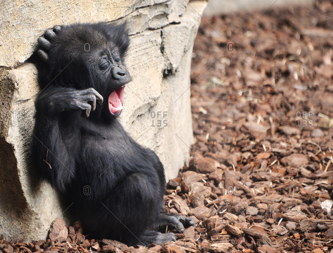 Funny sleepy baby gorilla yawning