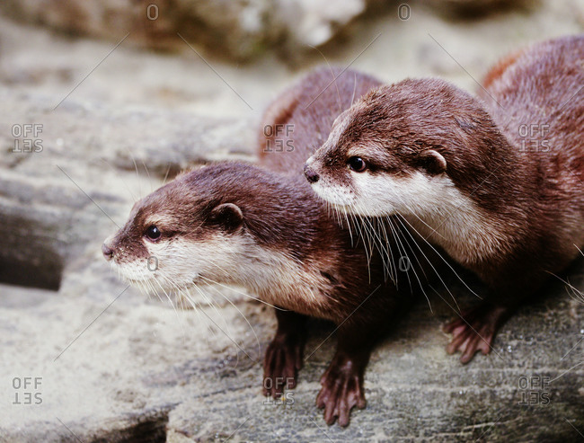 Two sea otters focused on something