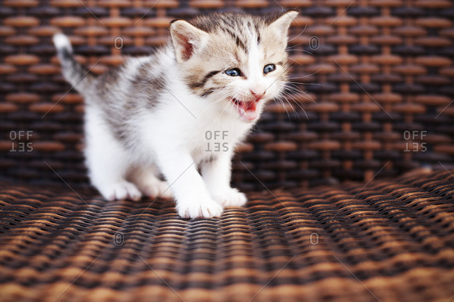 Tiny kitten meowing, on wicker chair