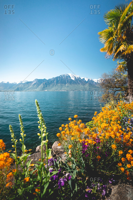 Lakeside flora in Swiss town