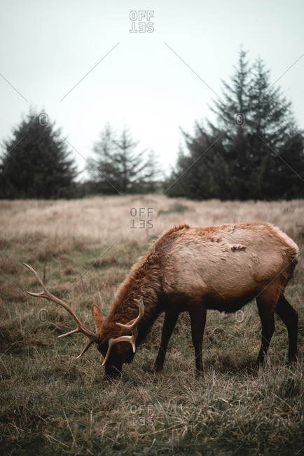 Elk in misty forest meadow