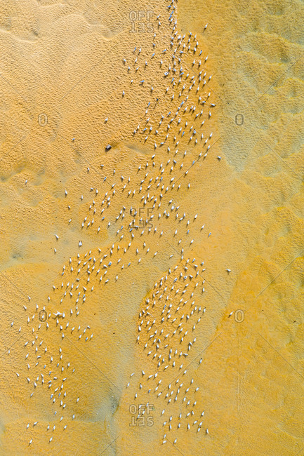 Aerial view of a big flock of birds on a golden beach in Western Area, Sierra Leone.