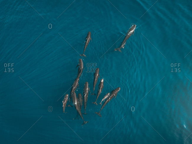 Aerial view of a group of dolphins freely swimming in Mediterranean sea off the Spanish coastline, Spain.