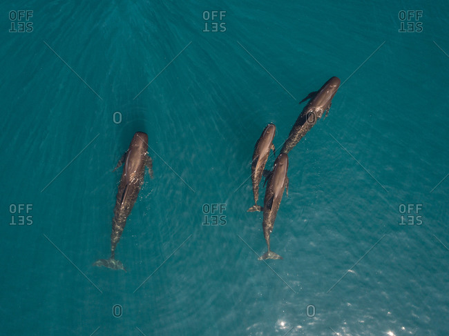 Aerial view of a group of dolphins freely swimming in Mediterranean sea off the Spanish coastline, Spain.