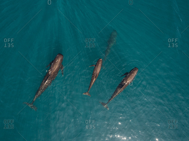 Over and underwater view of a dolphins group