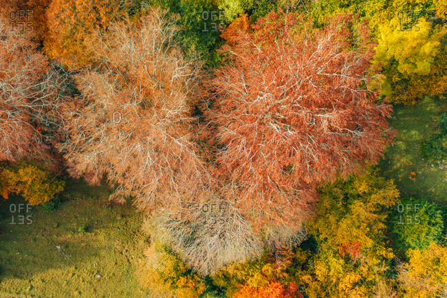 Aerial view of trees during a colorful autumn season near Camprodon, Catalonia, Spain.