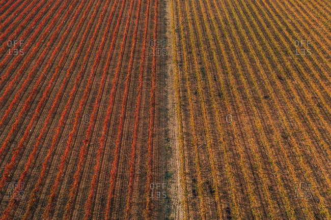 Aerial view of a truck driving a straight road across the vineyards fields near Verdù township in Lleida state, Spain.